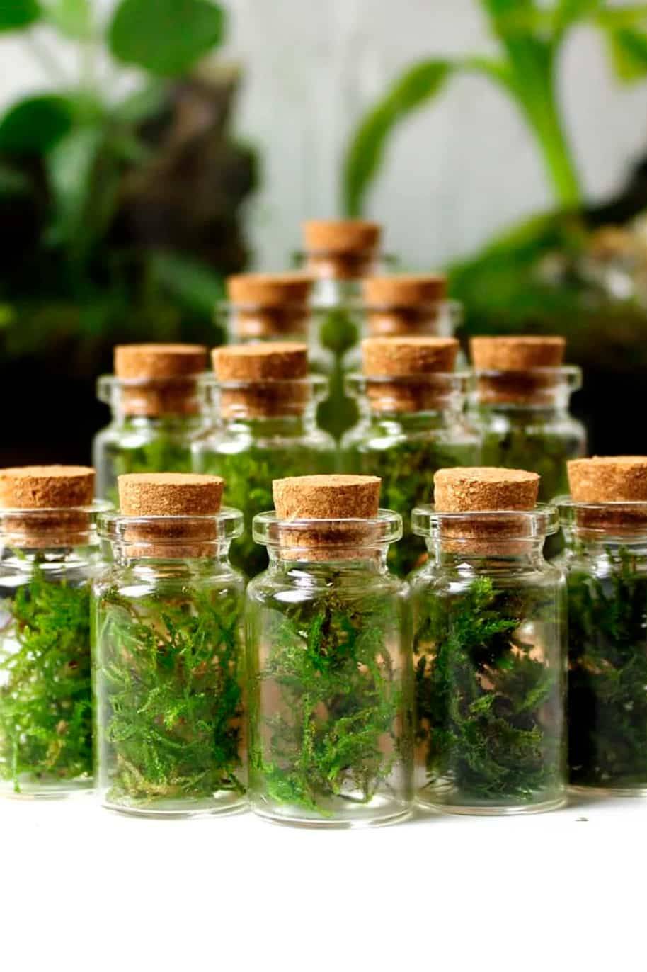 Mini Live Moss Terrarium