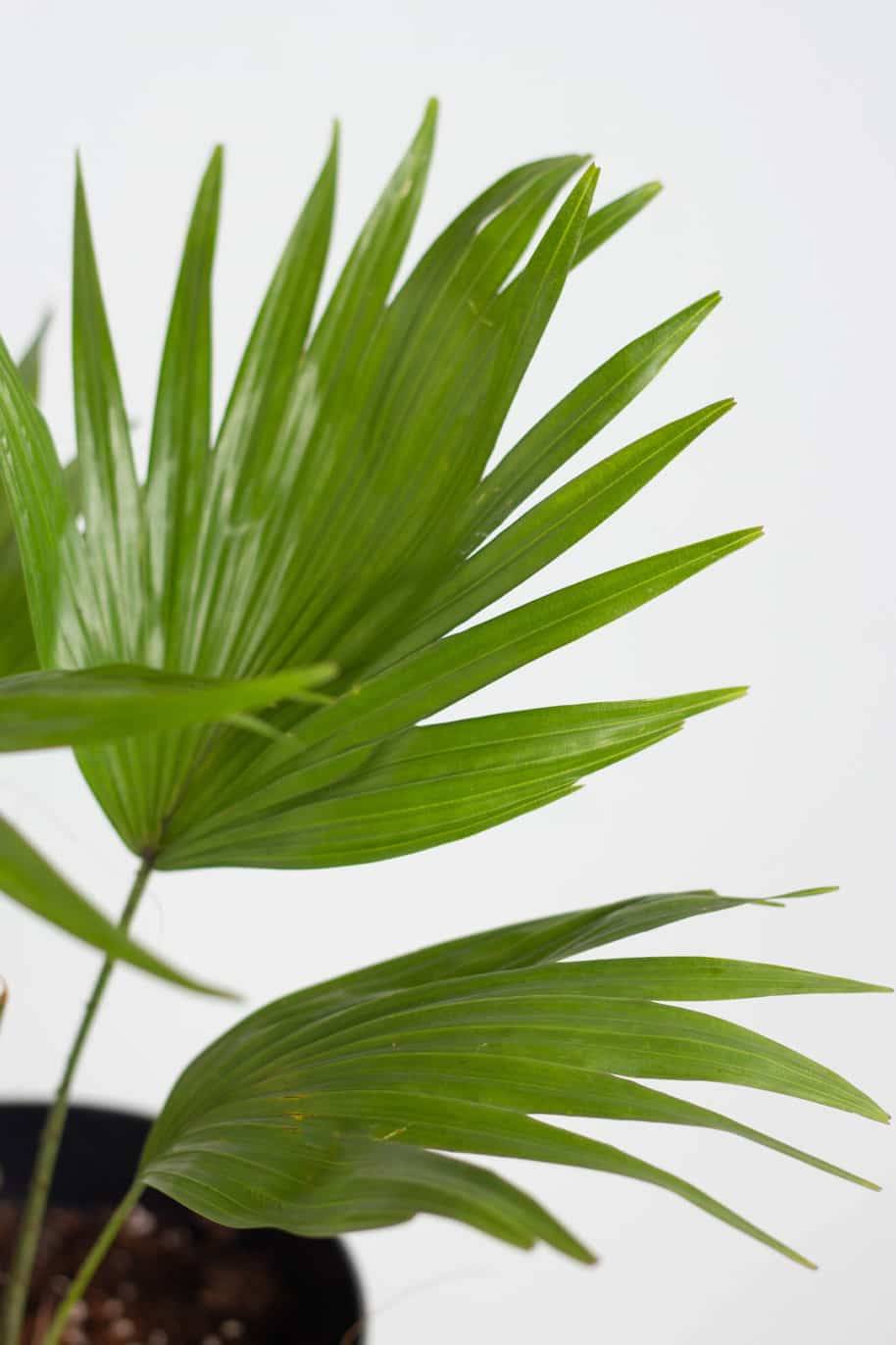 Livistona Palm
