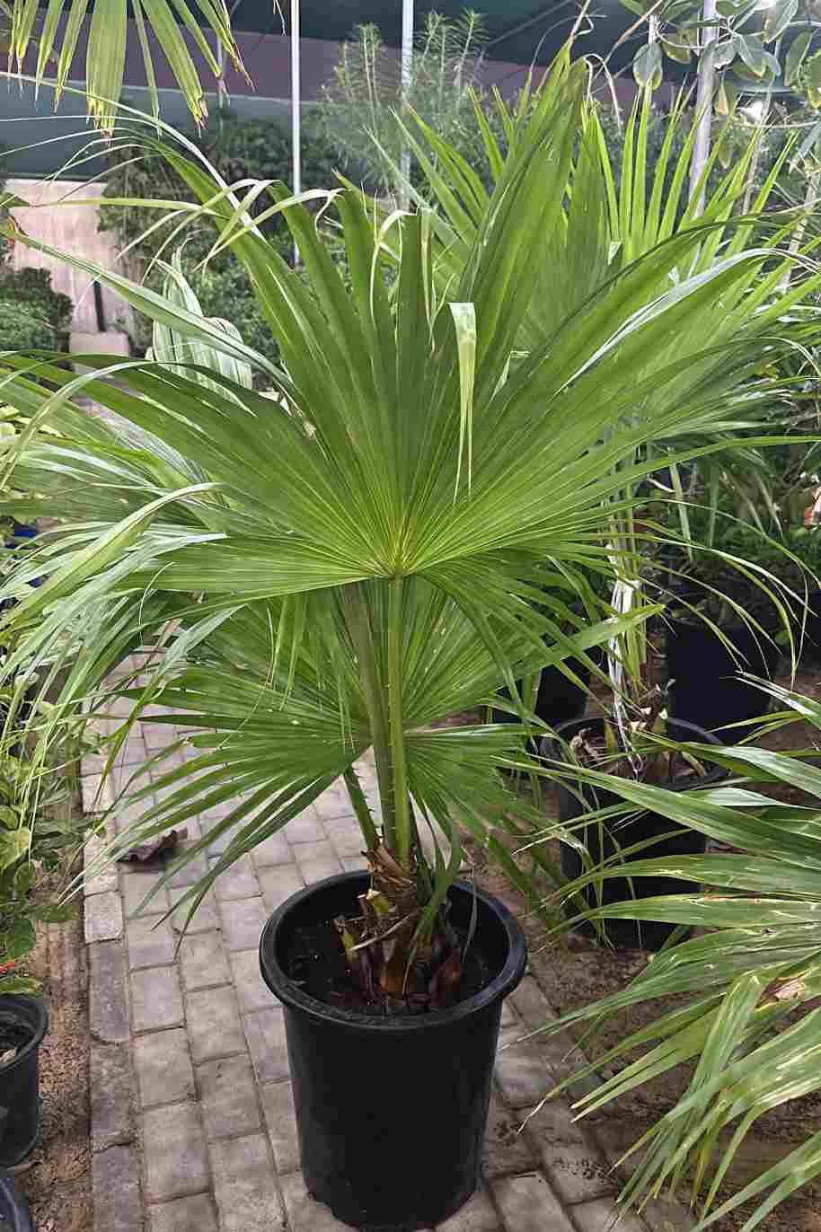Livistona Palm Tall