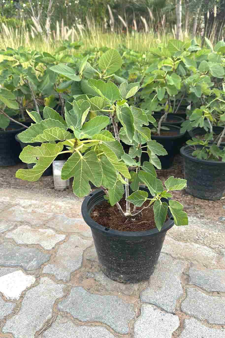 Local Fig Tree