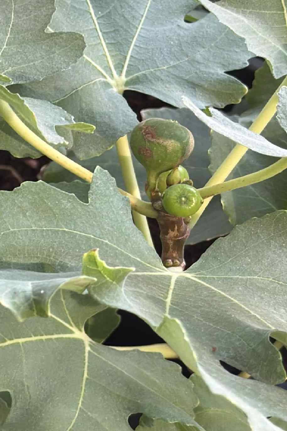 Local Fig Tree