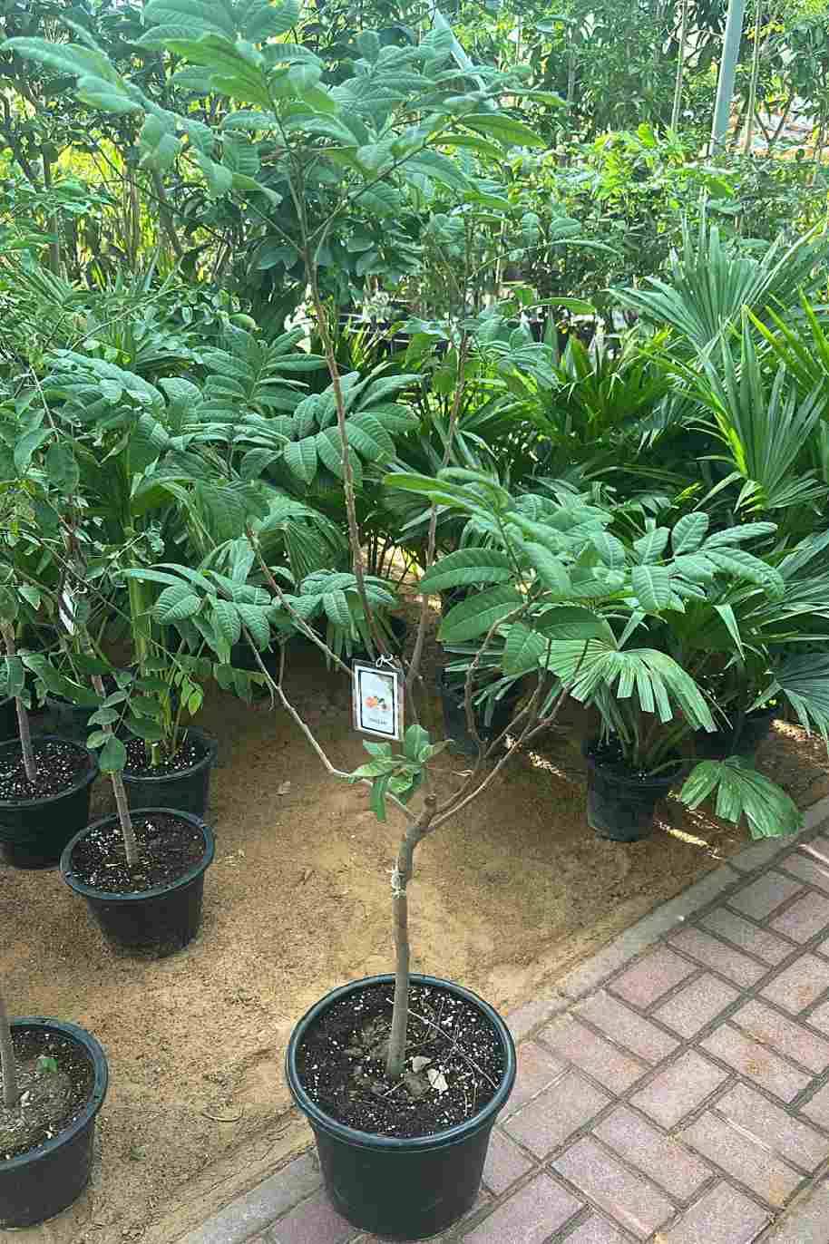 Dimocarpus longan