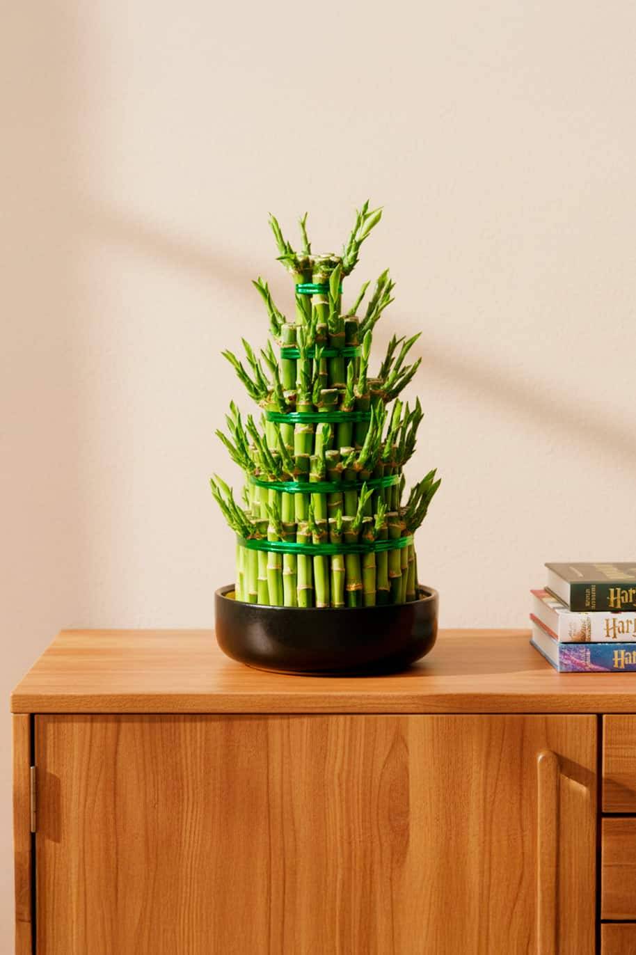 Lucky Bamboo