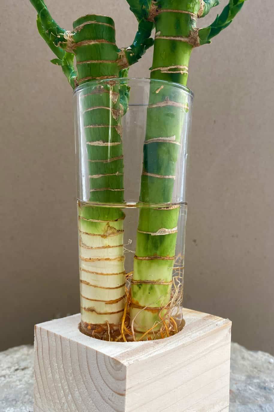 Lucky Bamboo Cubo