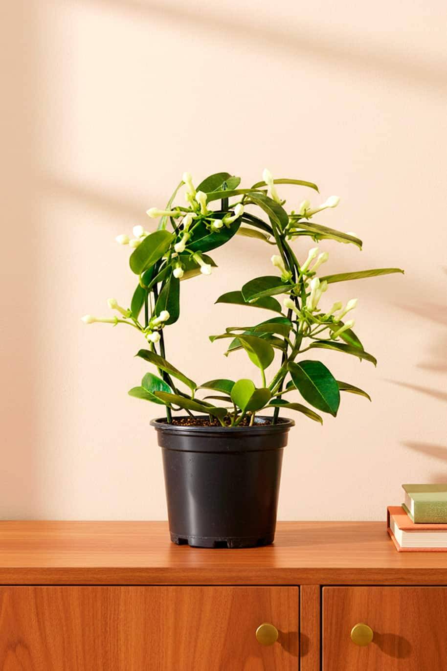 Madagascar Jasmine
