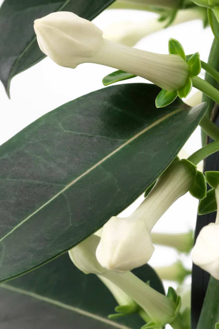 Stephanotis floribunda