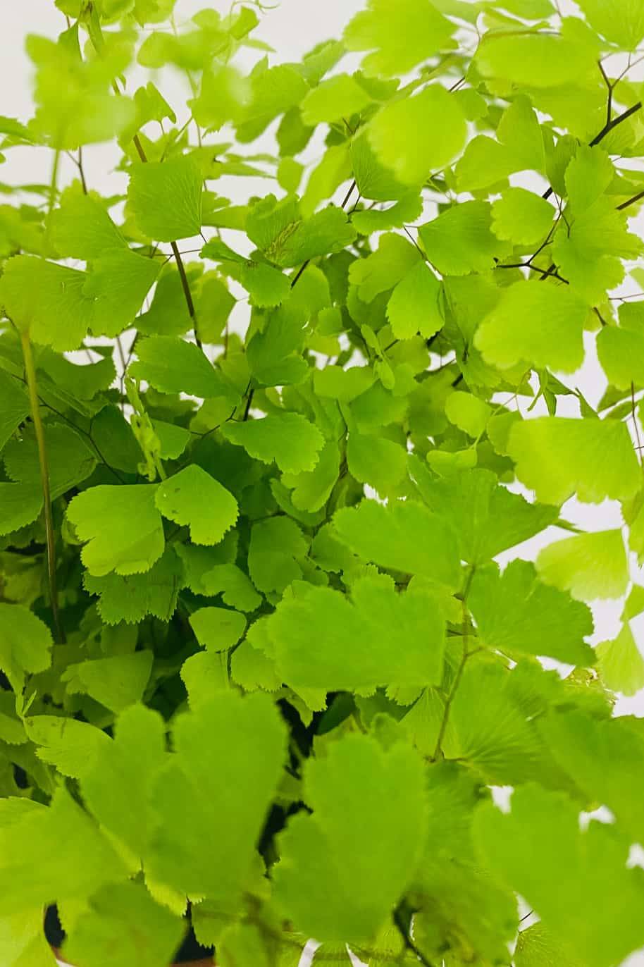Maidenhair Fern Fragrans - Adiantum Raddianum - image 2