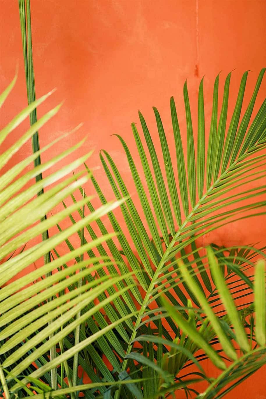 Ravenea Rivularis