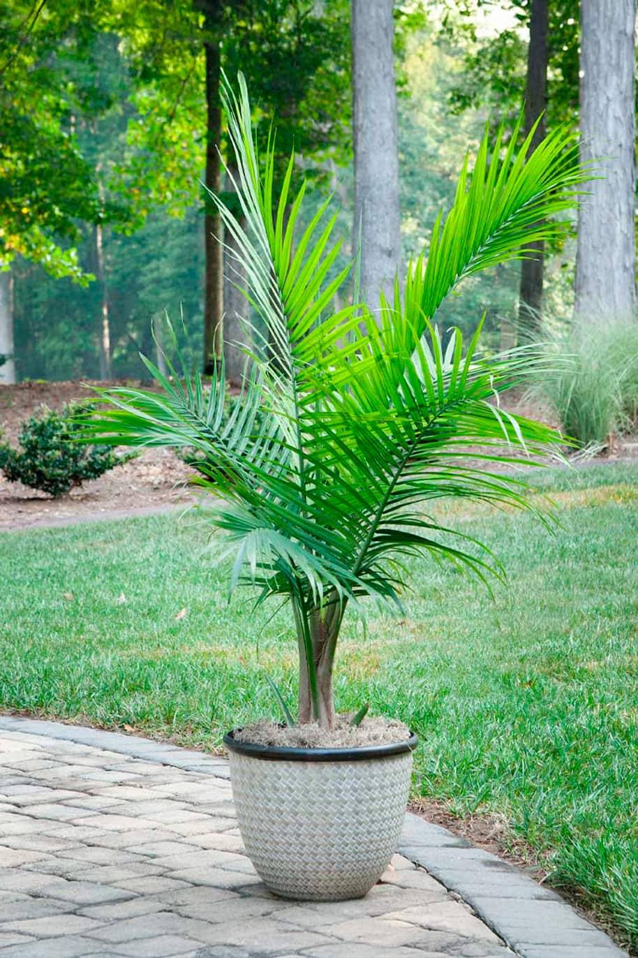 Majesty Palm