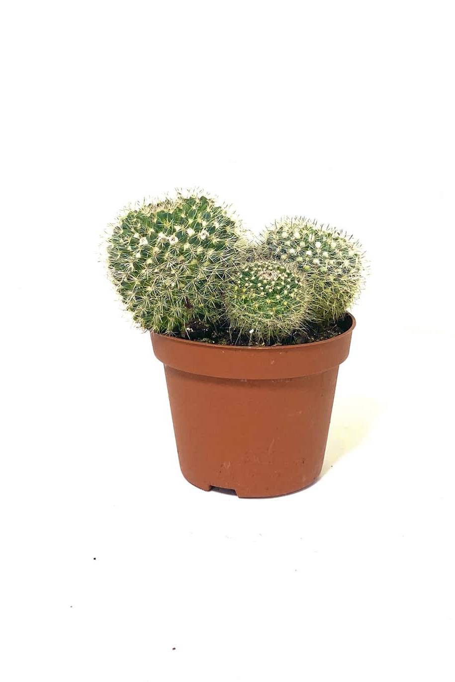 Mamilaria Cactus