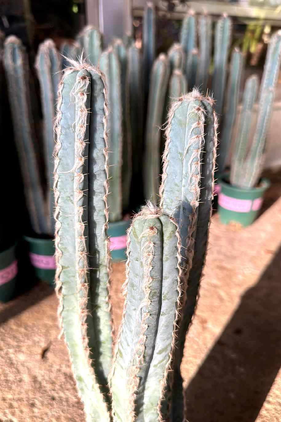 Mandacaru Cereus Cactus