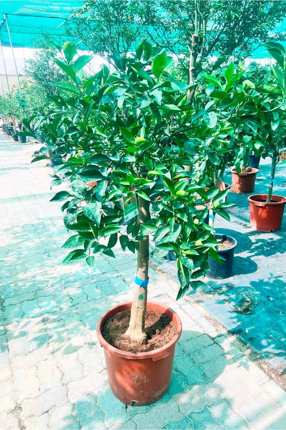 Citrus reticulata