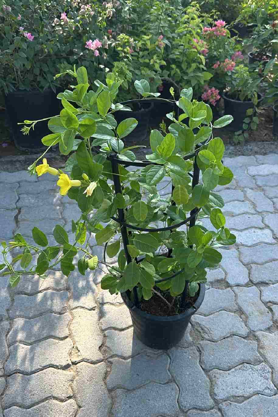 Mandevilla Yellow
