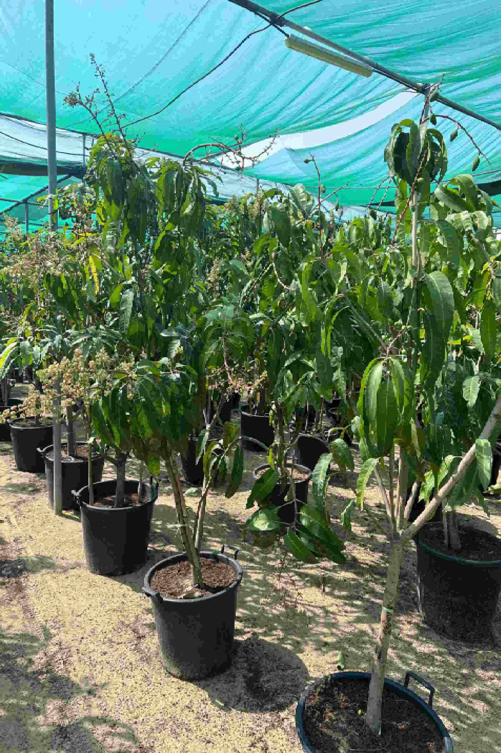 Mango Thailand - Mangifera Indica Thailandi - image 3