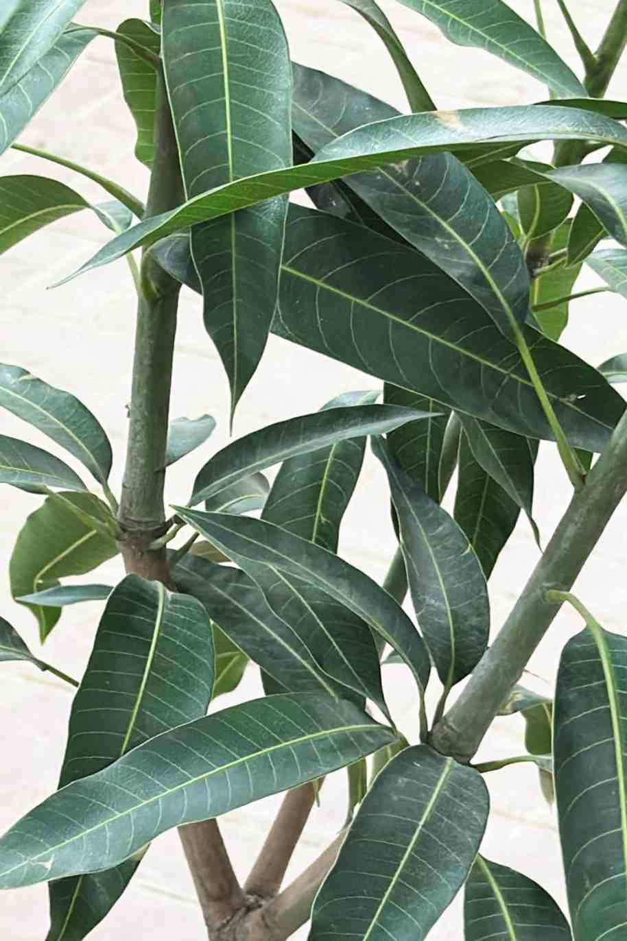 Mango Thailand - Mangifera Indica Thailandi - image 5