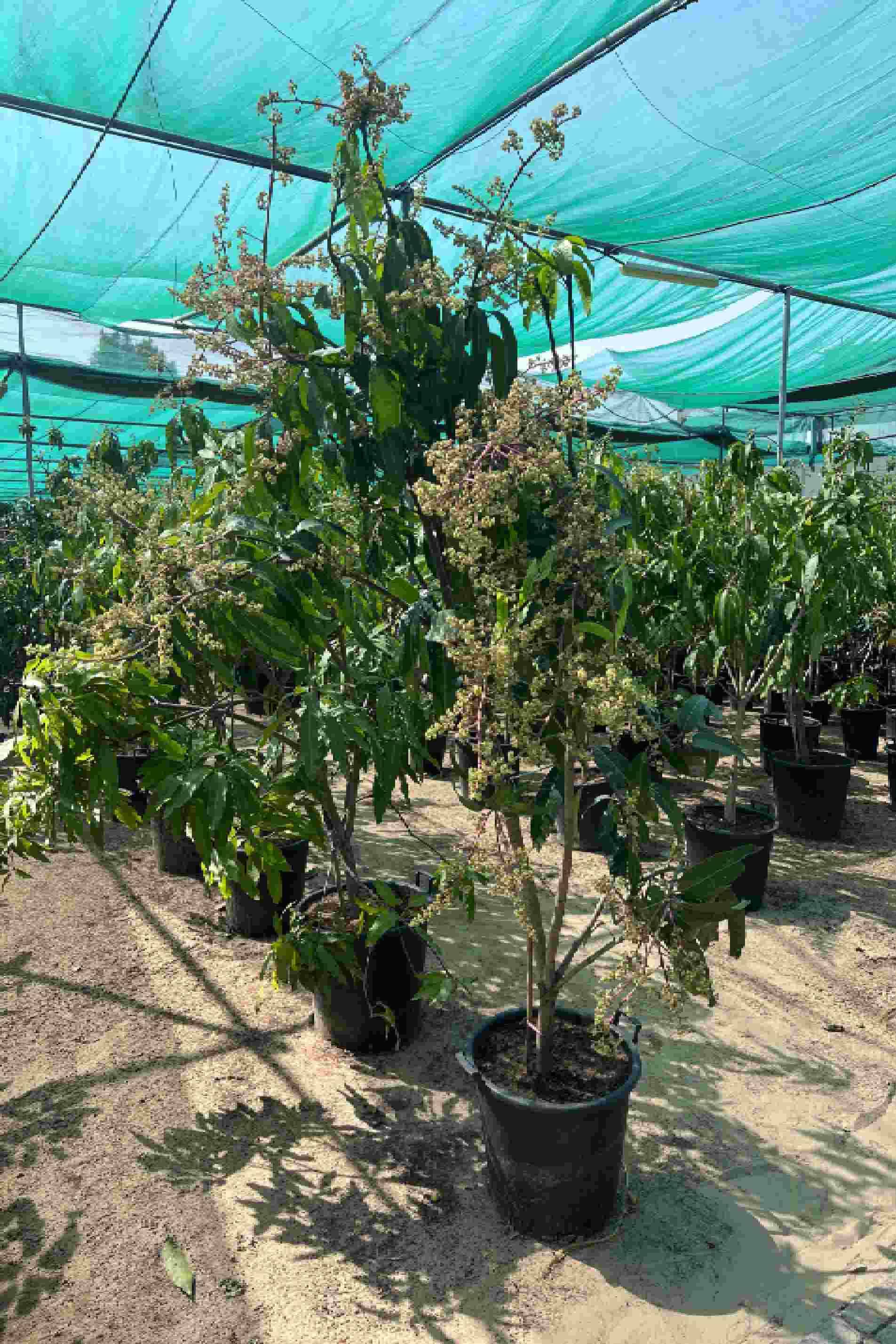 Mango Thailand - Mangifera Indica Thailandi - image 2