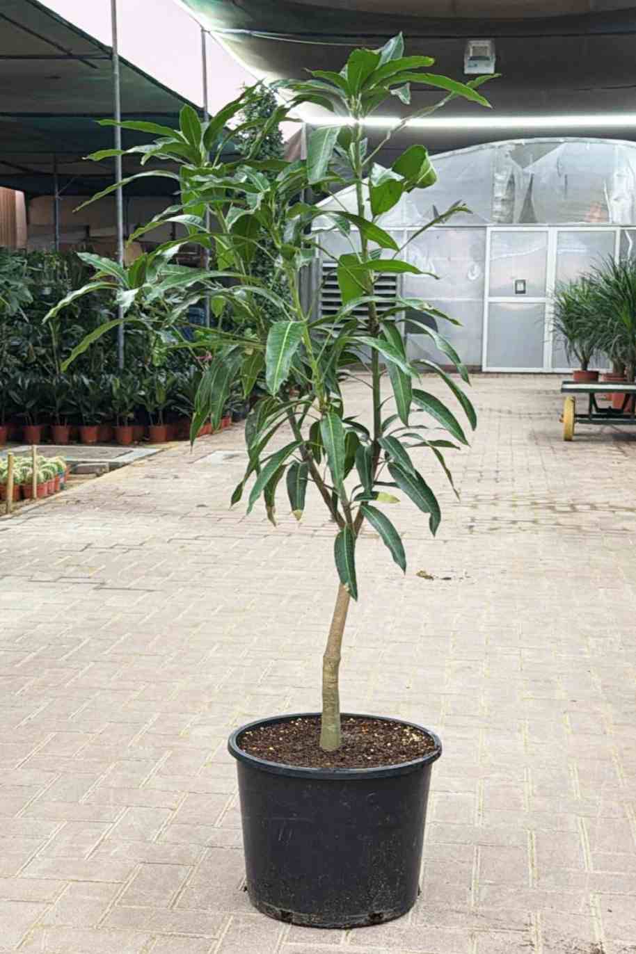 Mango Thailand - Mangifera Indica Thailandi - image 4