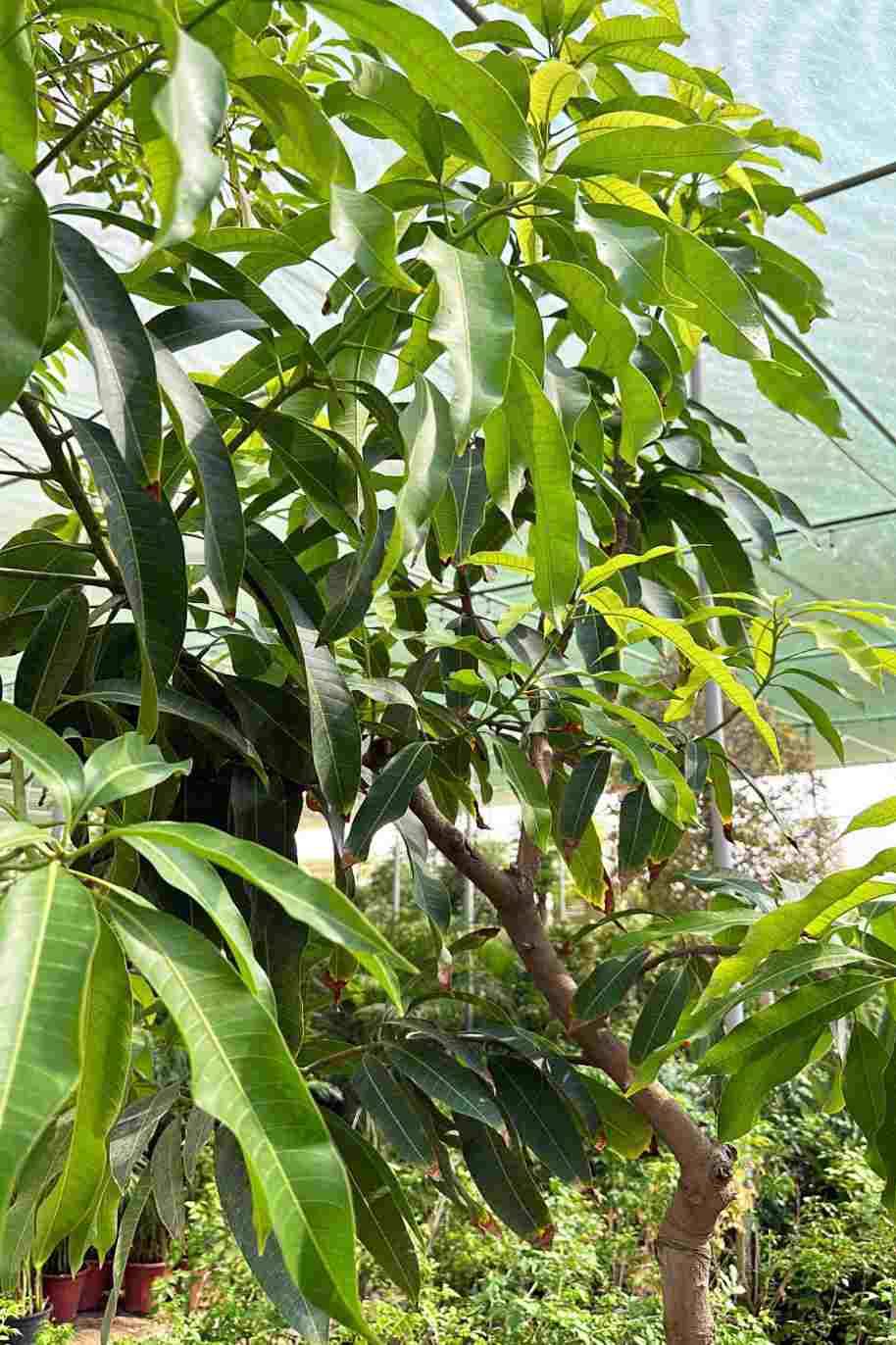 Mango Tree China
