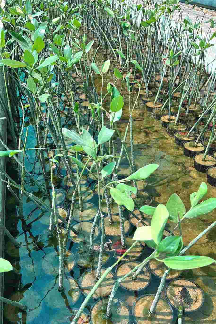 Mangrove Plant