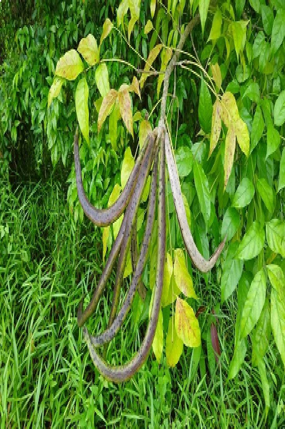 Mangrove Trumpet Tree