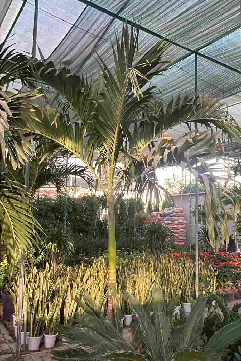Manila Palm
