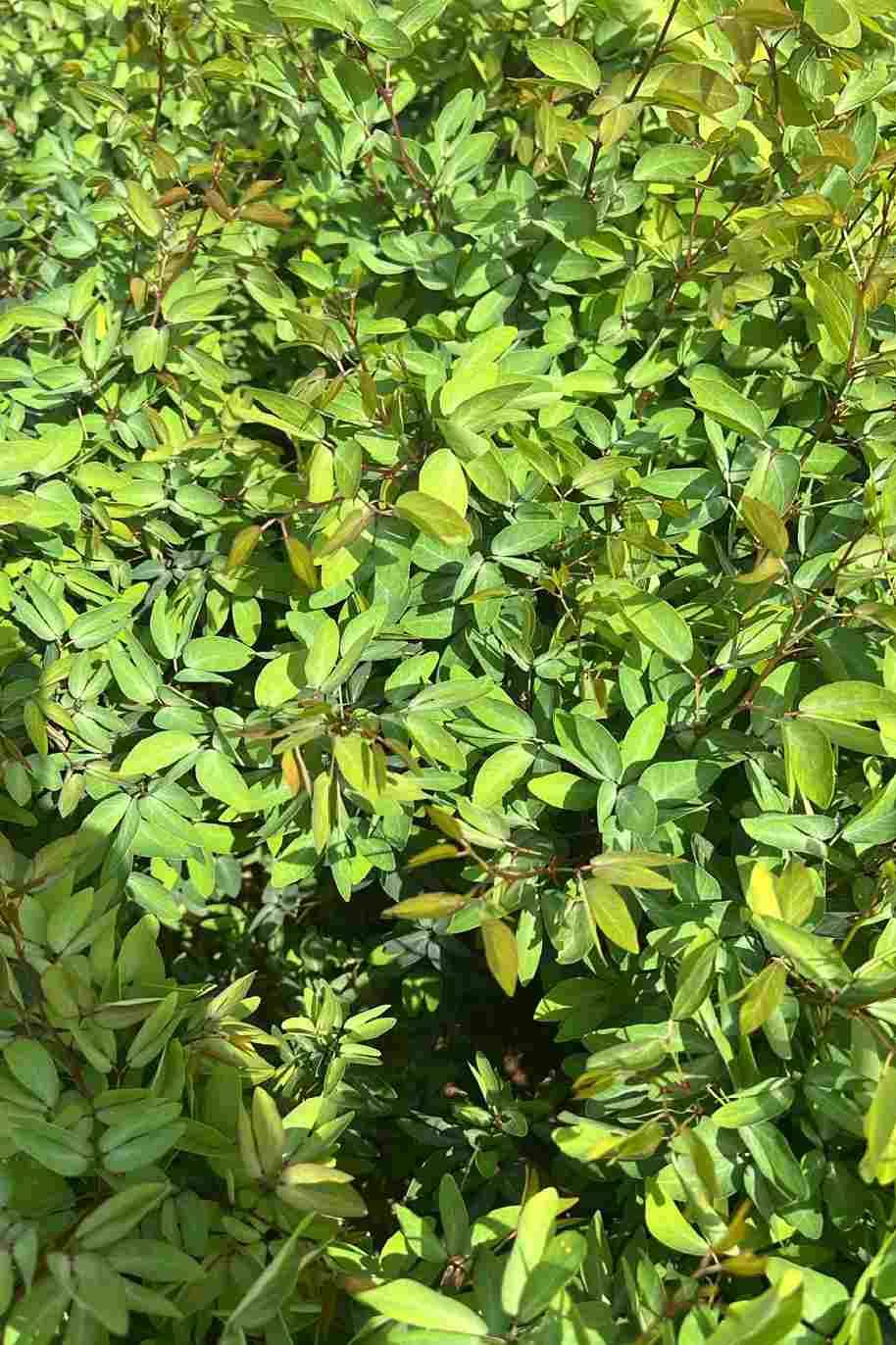 Manila Tamarind - Pithecellobium Dulce - image 3