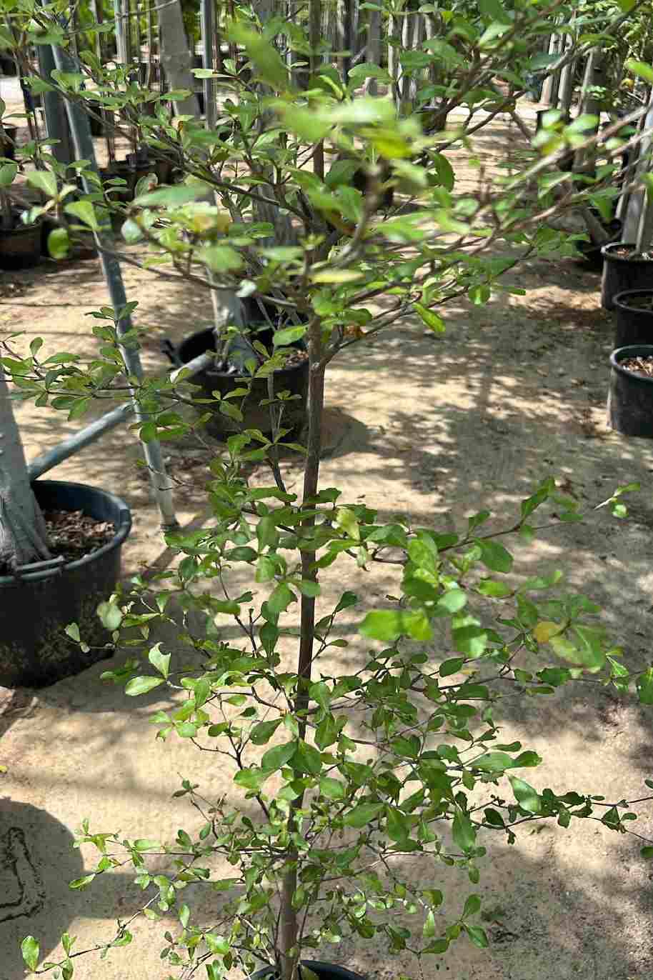 Mantaly Tree (بوسيدا – شجرة المظلّة)