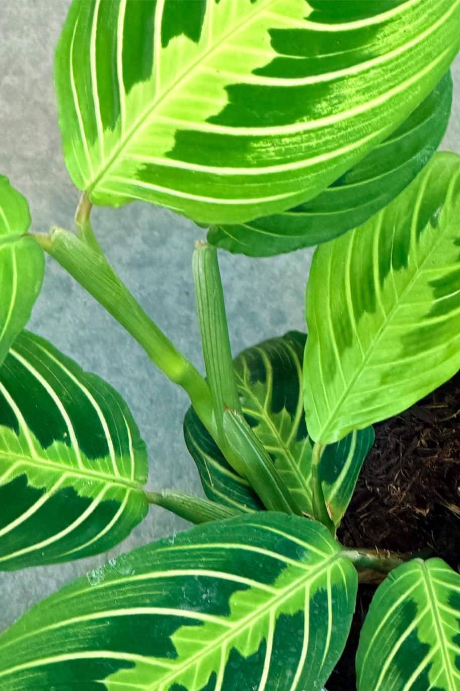 Maranta Green - Maranta leuconeura - image 2