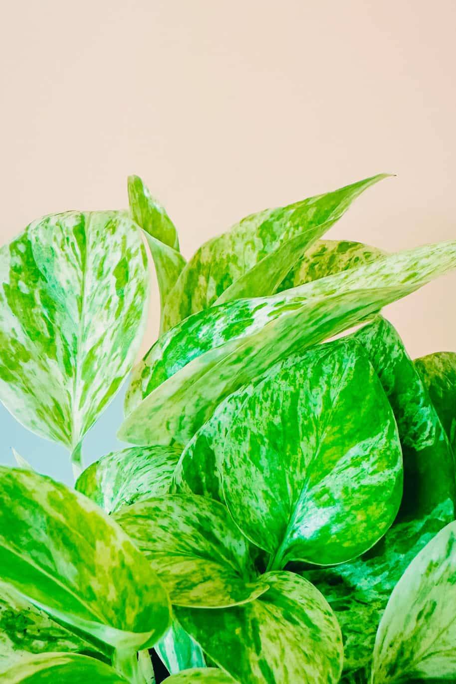 Marble Queen Pothos Mini