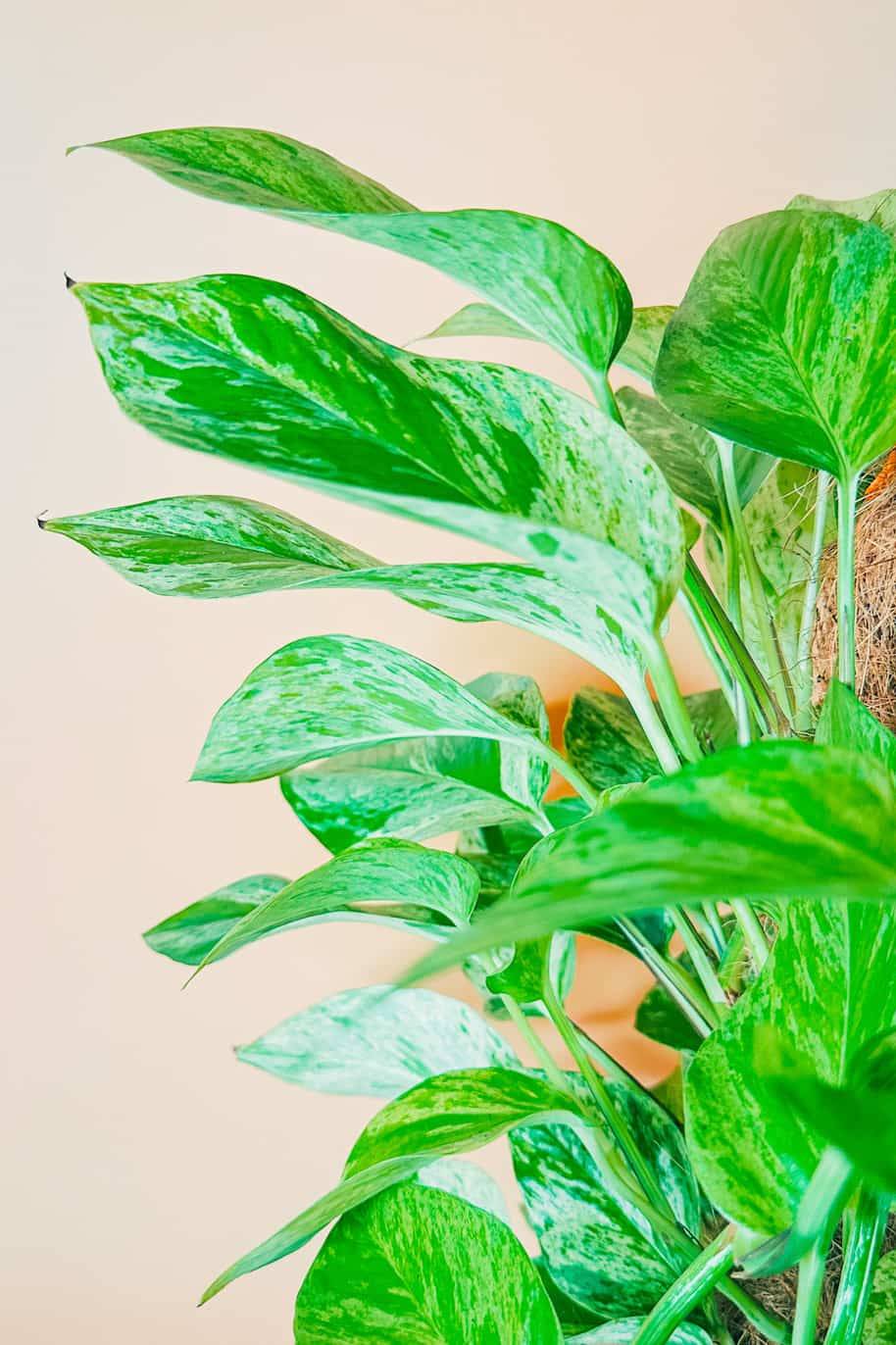 Marble Queen Pothos Moss Stick