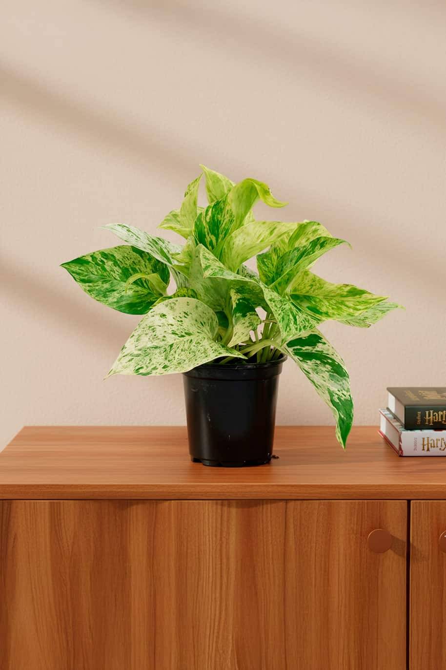 Marble Queen Pothos