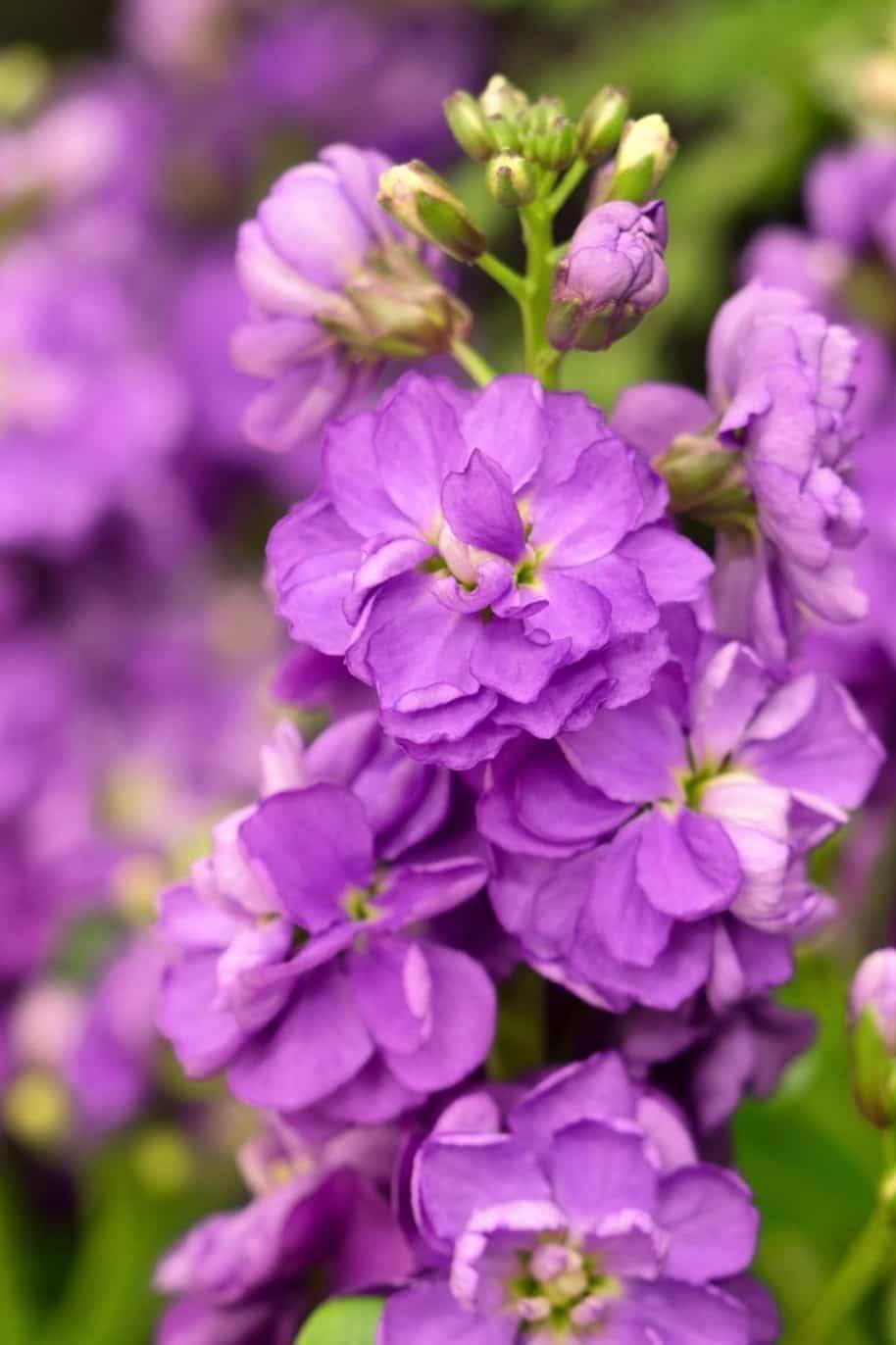 Matthiola Mixed Color Seeds