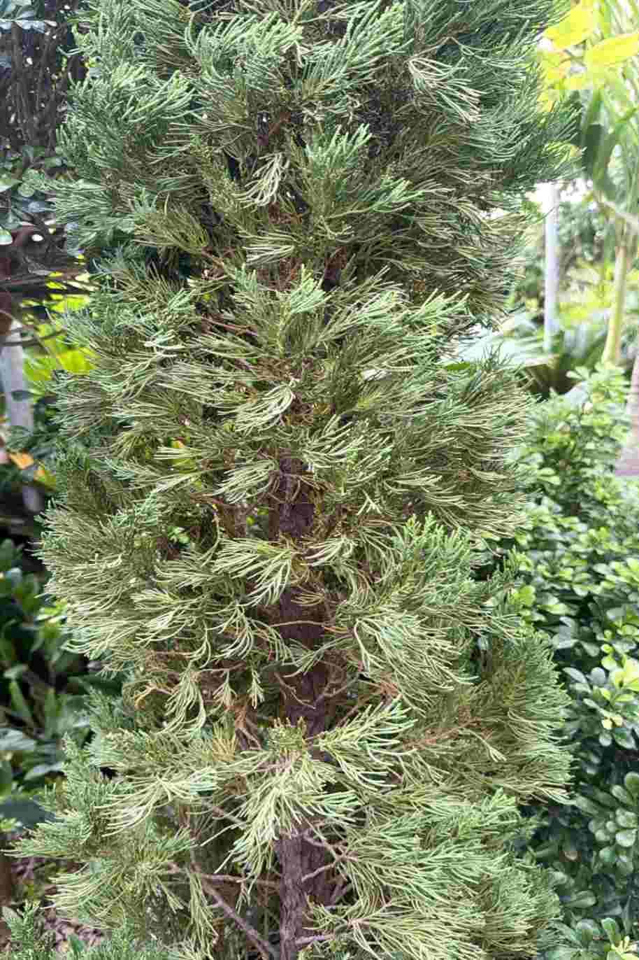 Cupressus sempervirens