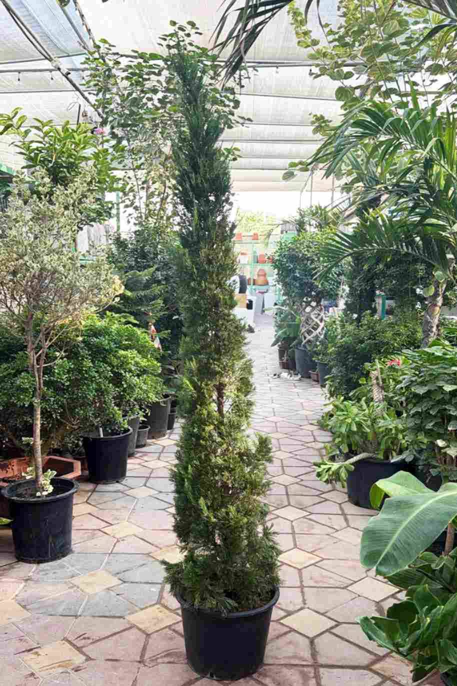 Mediterranean Cypress