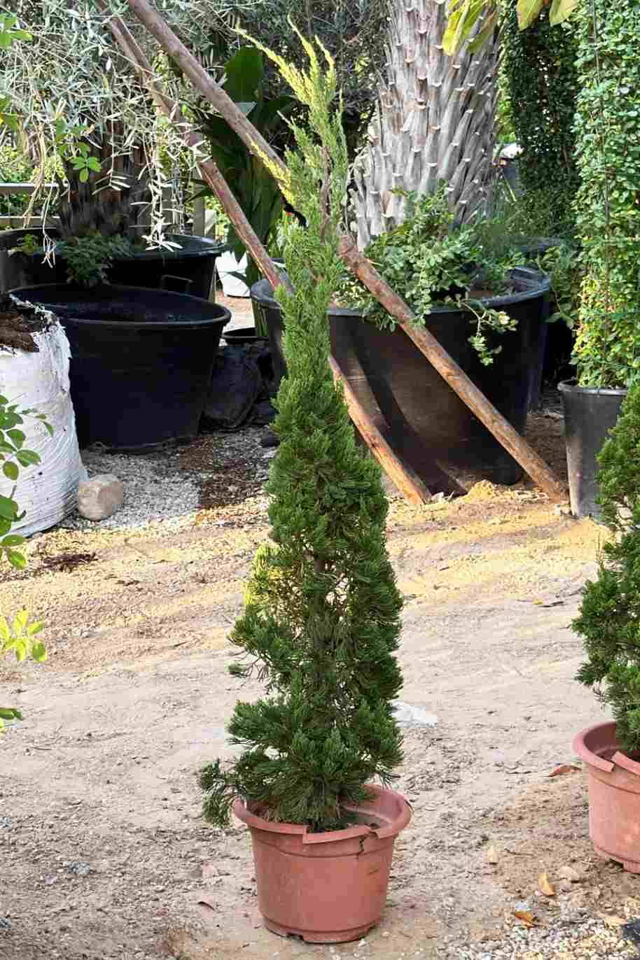 Mediterranean Cypress