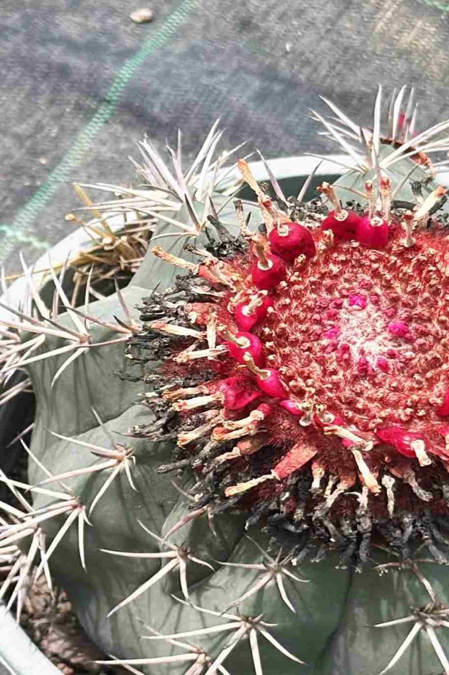 Melon Cactus