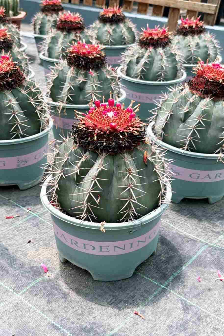 Melon Cactus