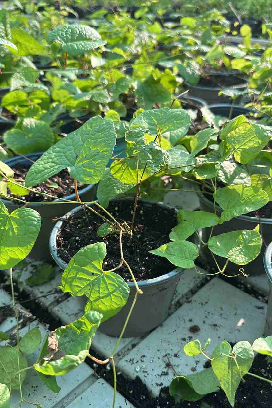 Mexican Creeper Small