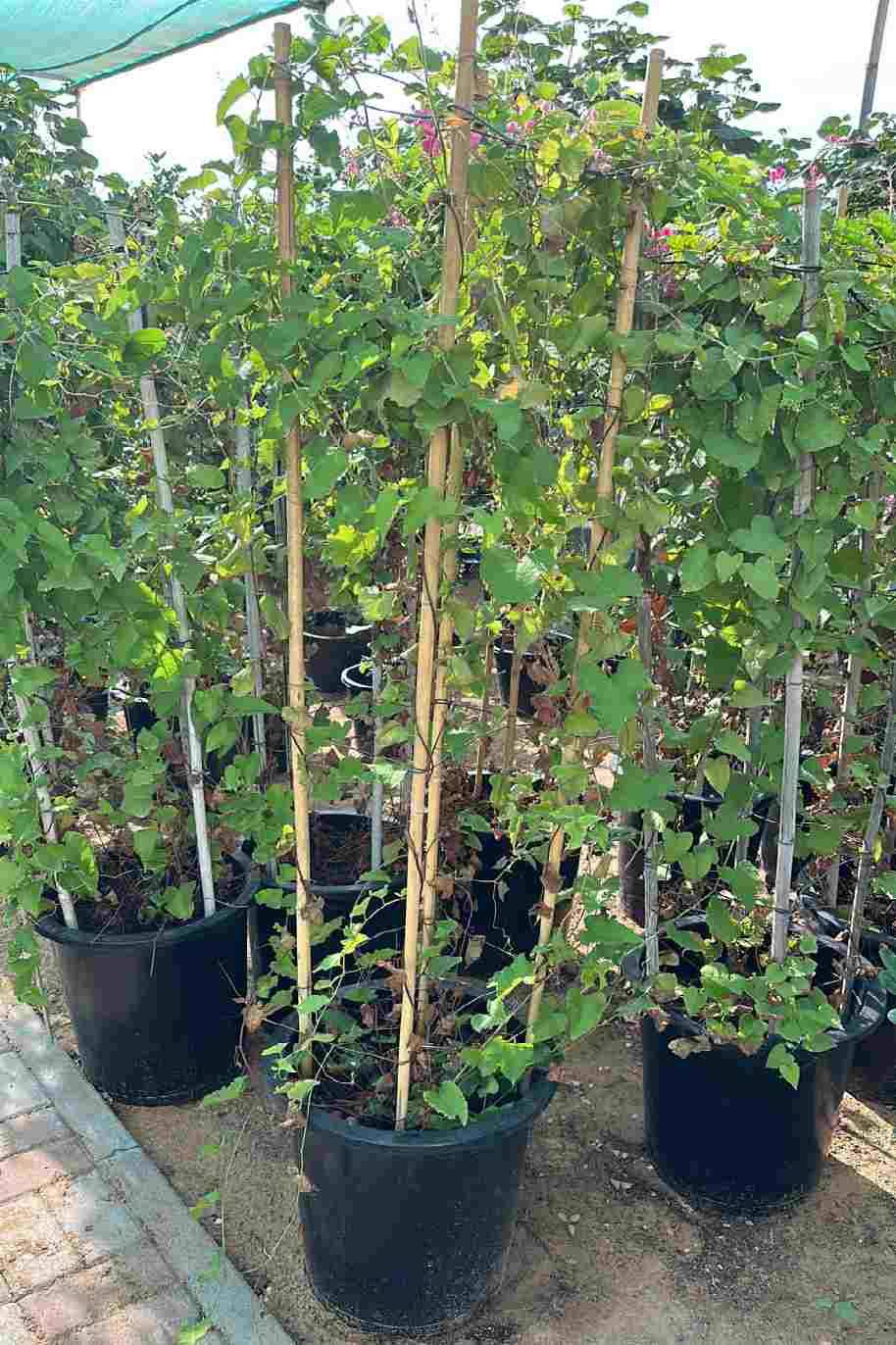 Mexican Creeper Tall for Sale Online | Quick Delivery in the UAE ...