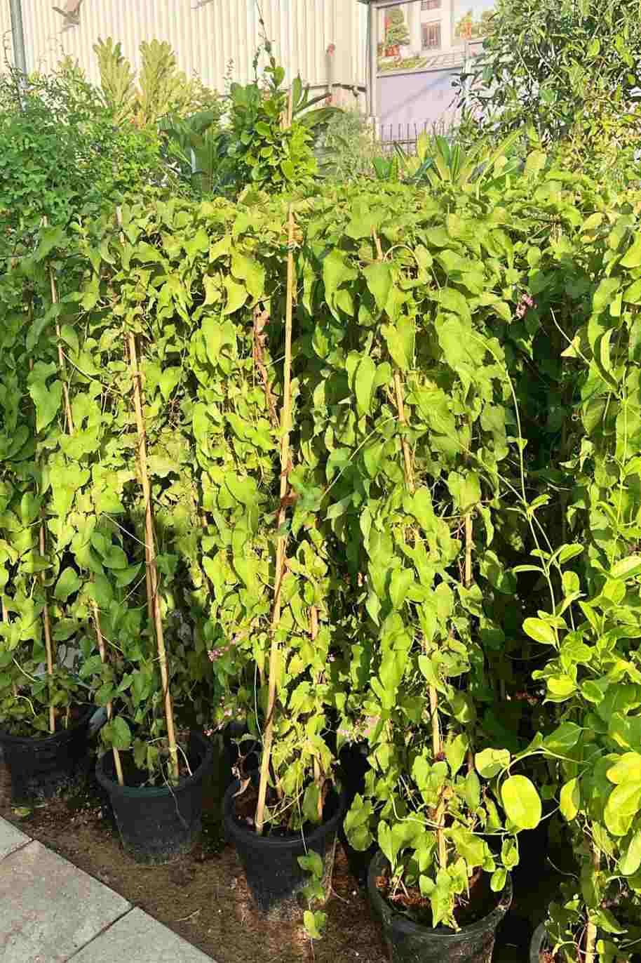 Mexican Creeper Tall