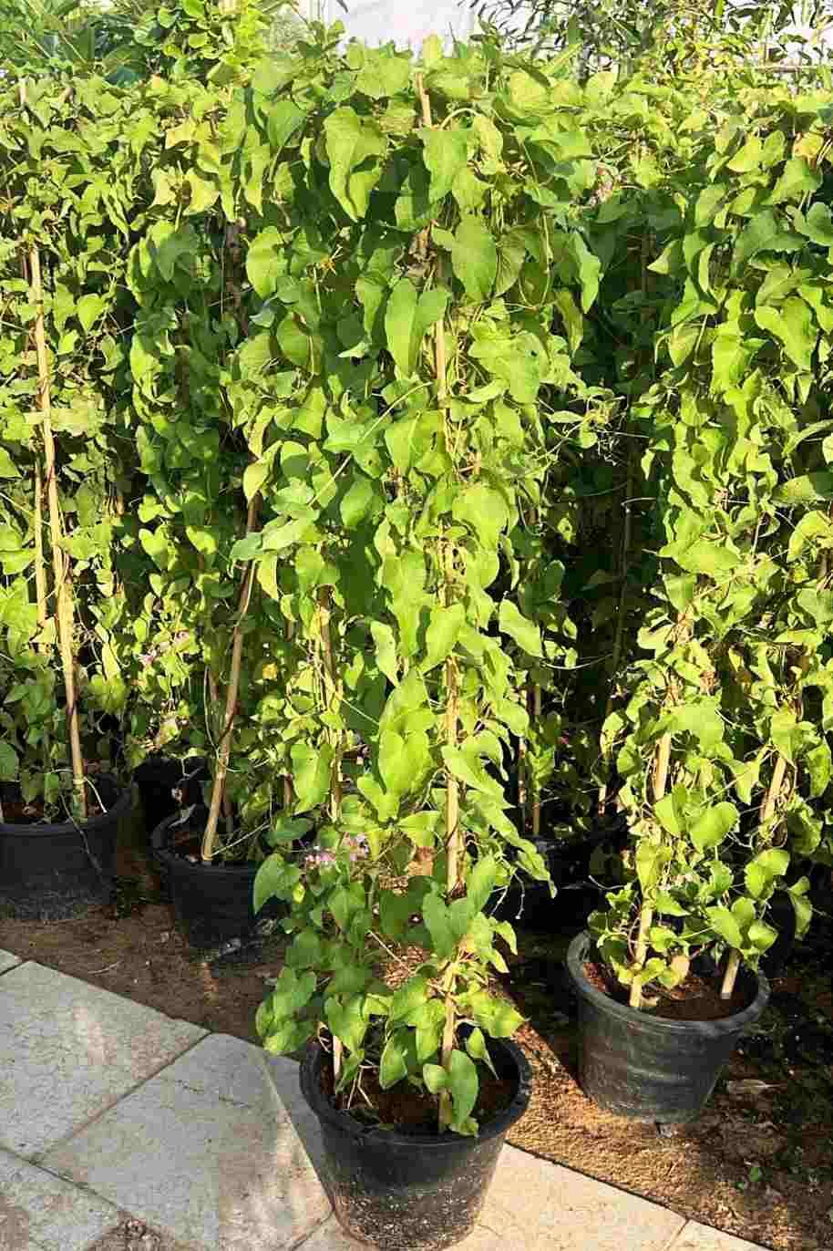 Mexican Creeper Tall