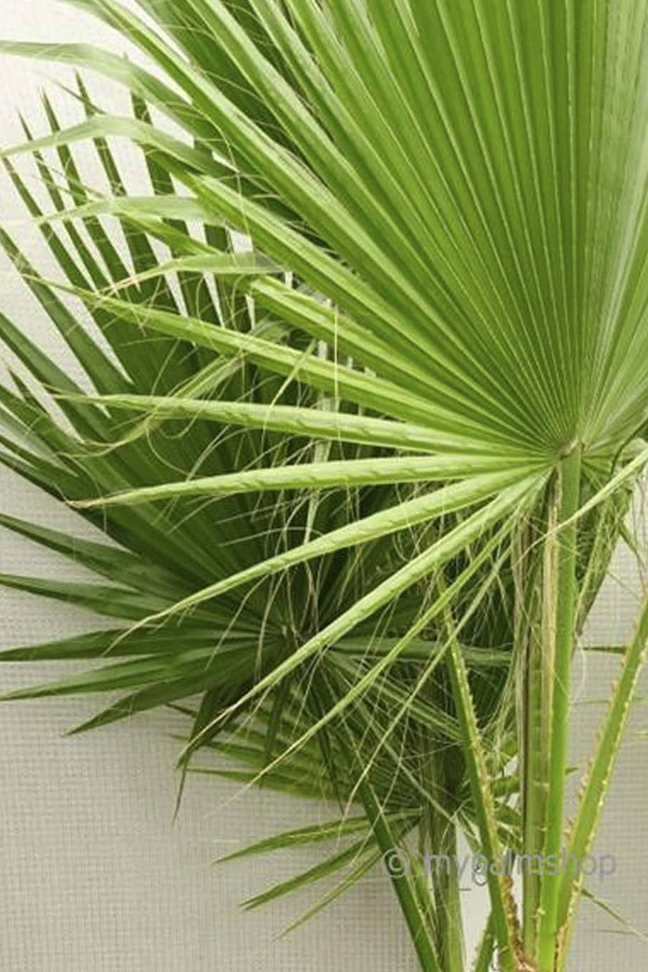 Washingtonia robusta