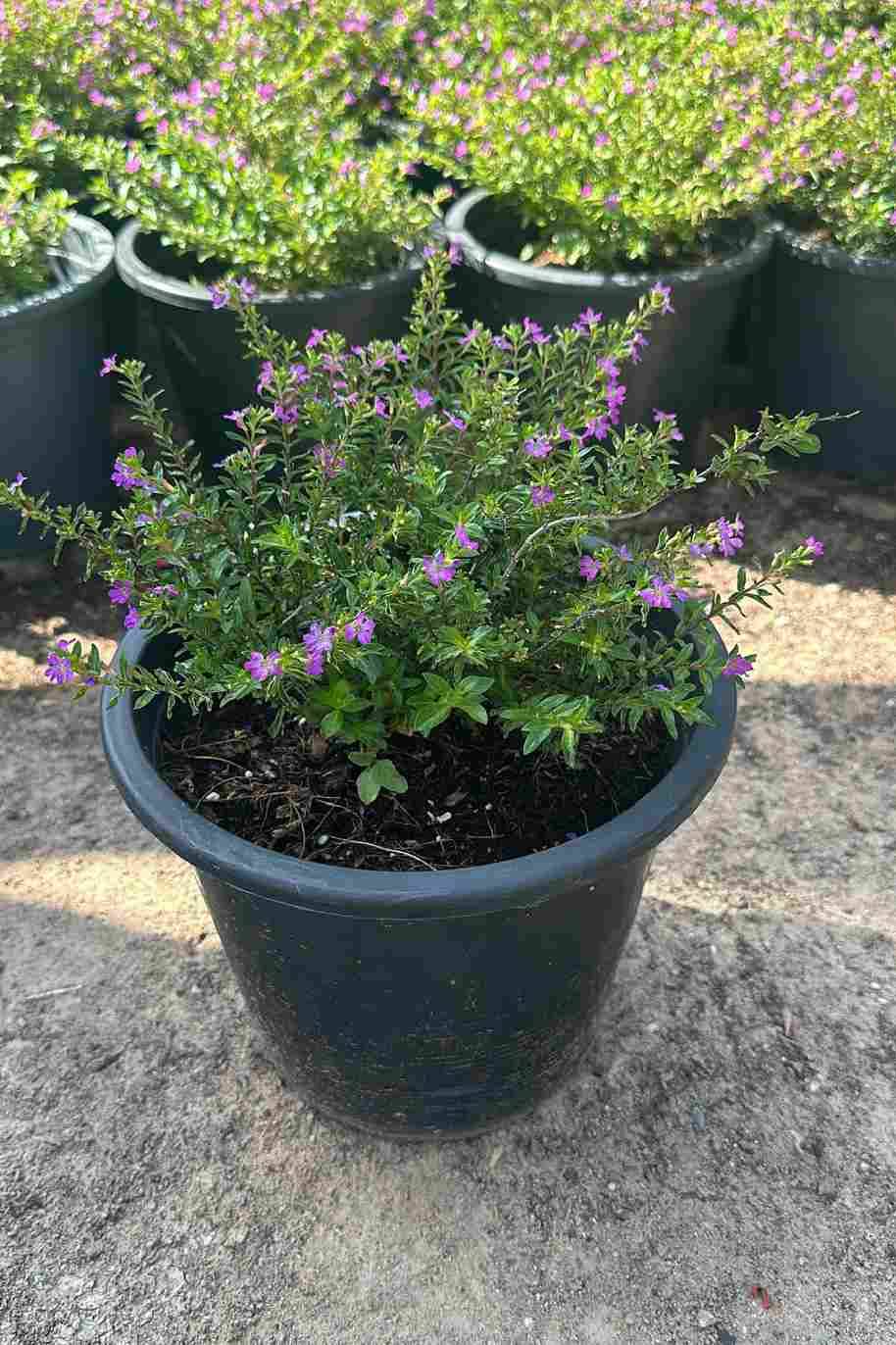 Mexican Heather