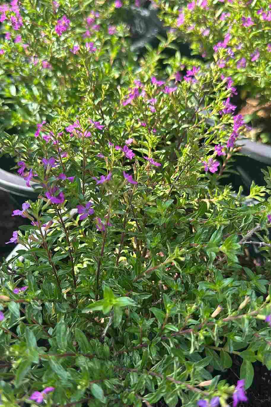 Mexican Heather