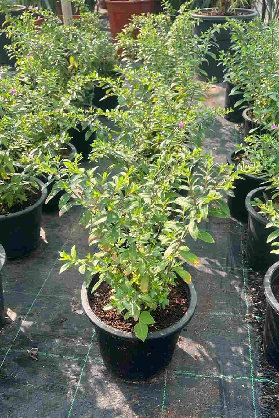 Mexican Heather