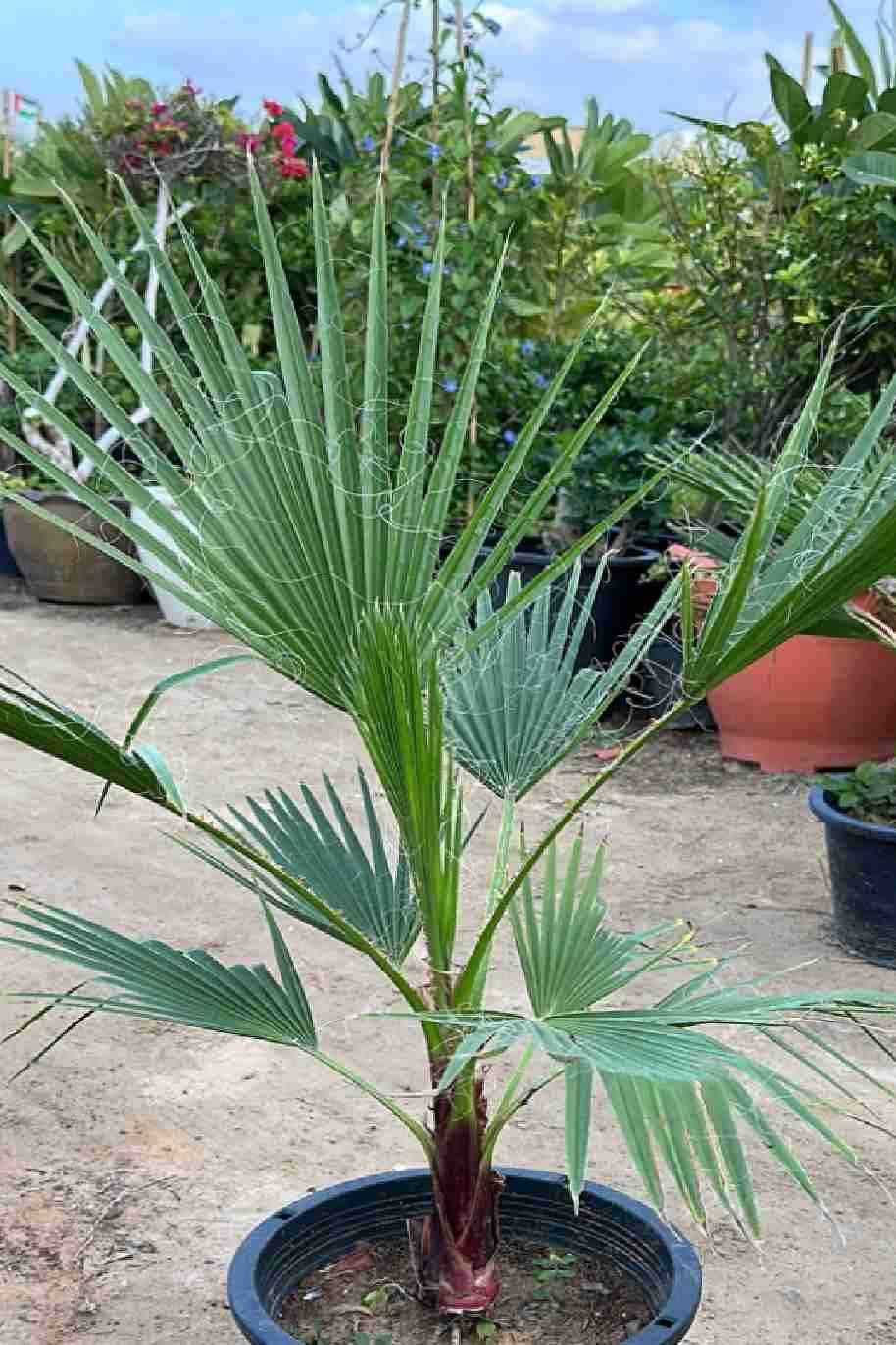 Washingtonia robusta