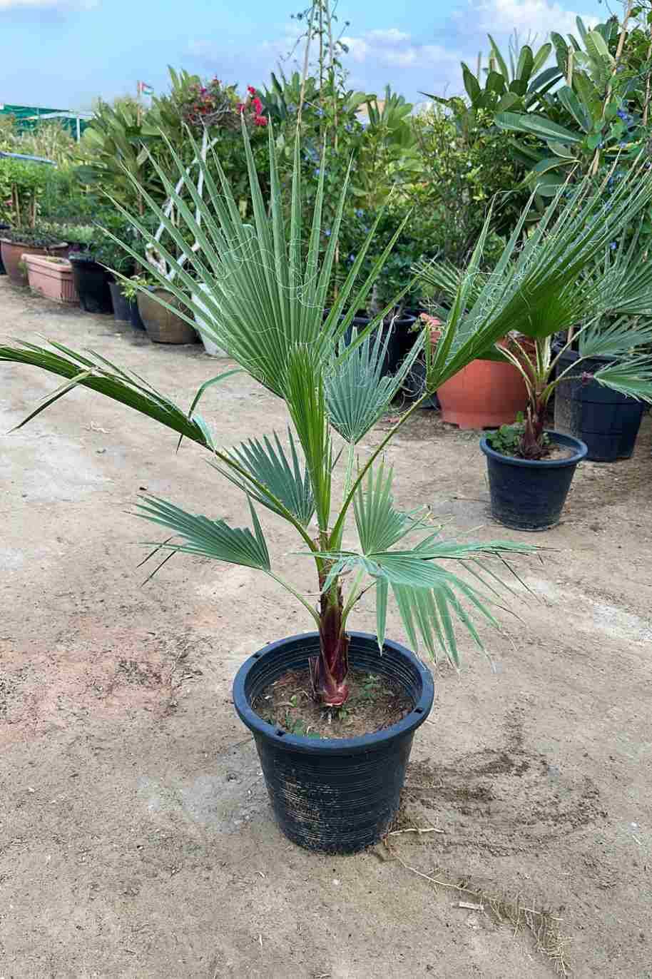 Mexican Washingtonia Palm