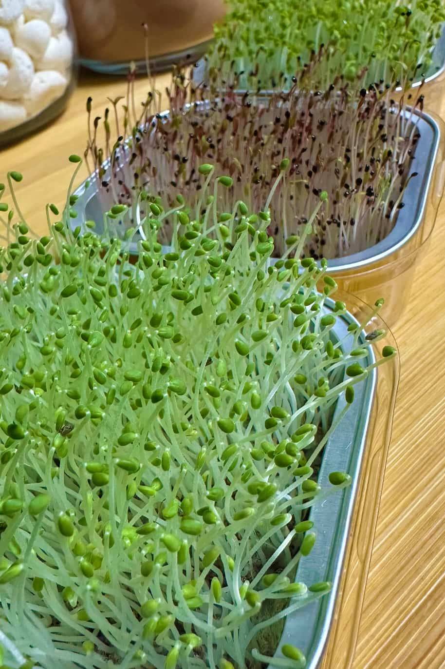 White Radish - Mini Microgreen Grow Kit