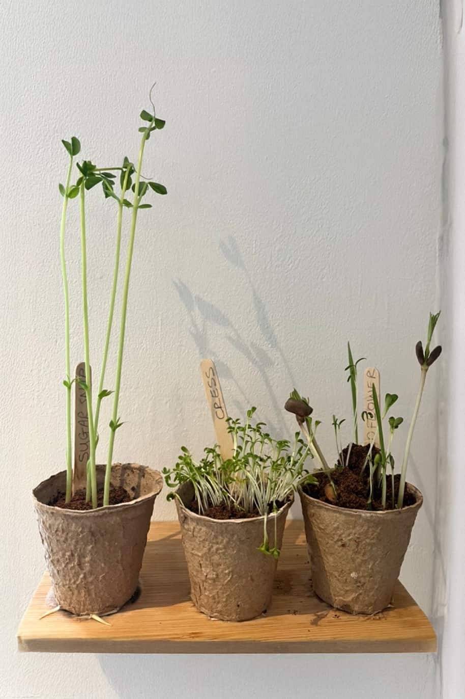 Mini Plant Grow Kit