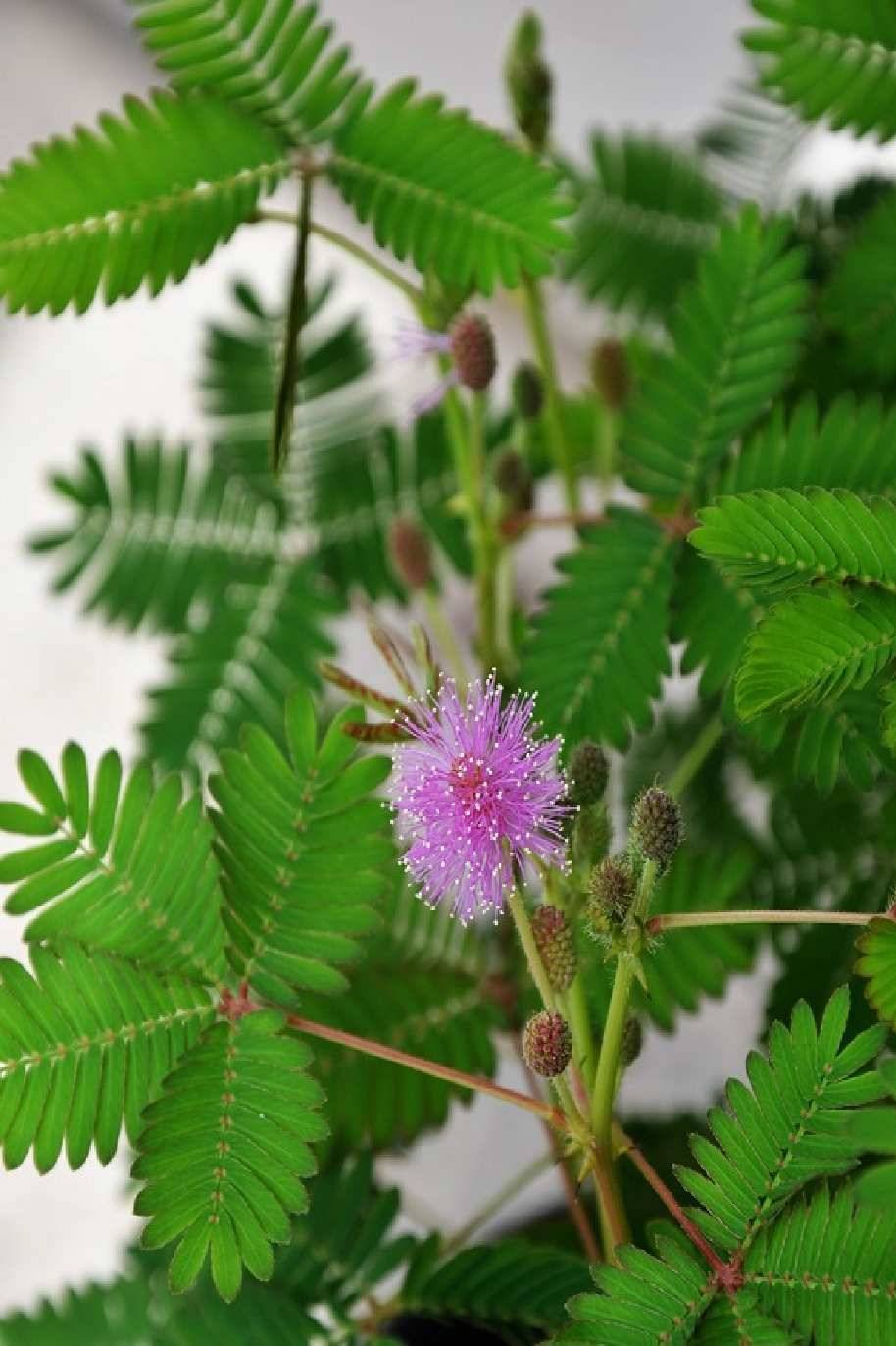 Mimosa Pudica -Touch me not